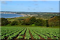 View over cabbage field towards Penzance