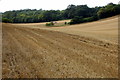 Field after harvest with Tingley wood beyond