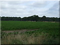 Crop field, Woodhouse Farm