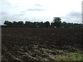 Ploughed field off Corringham Road