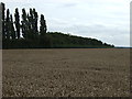 Crop field, Hermitage Low Farm