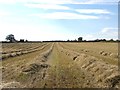 Harvest Time