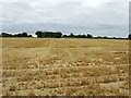 Harvested Field