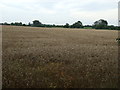 Crop field off Atterby Lane