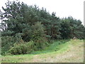 Woodland near Waddingham Hayes