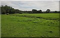 Meadow at Tritchmarsh