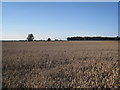 Farmland at Stillingfleet