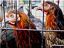 R3377 : Ennis - Market Place - Chickens for Sale at Farmers' Market by Suzanne Mischyshyn