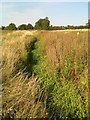 Drainage channel by a lost footpath