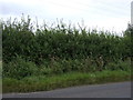 Hedgerow beside the B1398