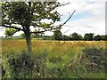 Cormore Townland