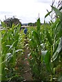 Shareshill Crop Path