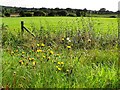 Roadside plants, Tullymuck