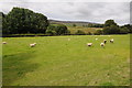 Sheep grazing in Cwmtirmynach