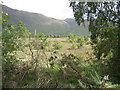 Scrub land near Kinlochewe River