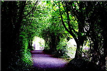 R4561 : Bunratty Folk Park - Walkway from Site #14 to Site #19 by Suzanne Mischyshyn