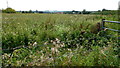 SO5400 : Weedy field near Beeches Farm by Jonathan Billinger