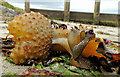 Seaweed, Portballintrae (1)