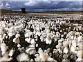 SD9619 : Common cottongrass at Light Hazzles Reservoir by Phil Champion