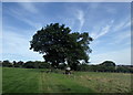 Field path near Totley