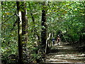 Bridleway through the woodland