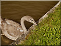 Cygnet, Trent and Mersey Canal