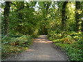 SJ6576 : Path in Marbury Country Park by David Dixon