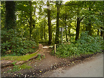 SJ6575 : Path into Hopyards Wood by David Dixon