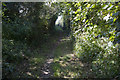 Bridleway becomes more shaded