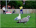 Mother and child herring gull spectators, Eastbourne