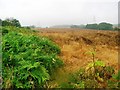 ST2585 : Arable farmland near Holly House by Simon Mortimer