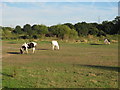 Horses near Mar Dyke