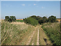 TL5852 : Icknield Way: a copse in the valley by John Sutton