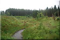 New plantings by a small stream