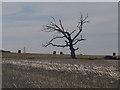 Stubble and dead tree near Eakring Field Farm