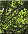 Oak leaves and lichen, Two Moors Way