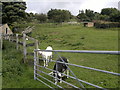 Goats at Lilly Bank Farm