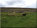 Moorland grazing near Hutton-le-Hole