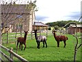 Friendly Llamas at Top o