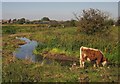 SJ9024 : Cow on Doxey Marshes by Derek Harper