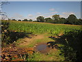 Maize near Hilderstone