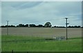 Salisbury District : Countryside & Telegraph Poles