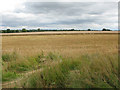 View east across wheat fields