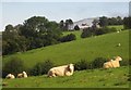 Sheep, Bryn Meurig