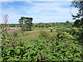 Allotments at Gnosall Heath