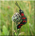 Six spot burnet moth on wild grassland at North Foreland