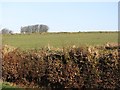 Beech hedges