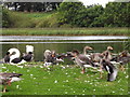 Hirsel Lake, Coldstream