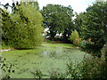 Pond, Feltham Park