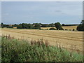 Farmland near Mill Farm